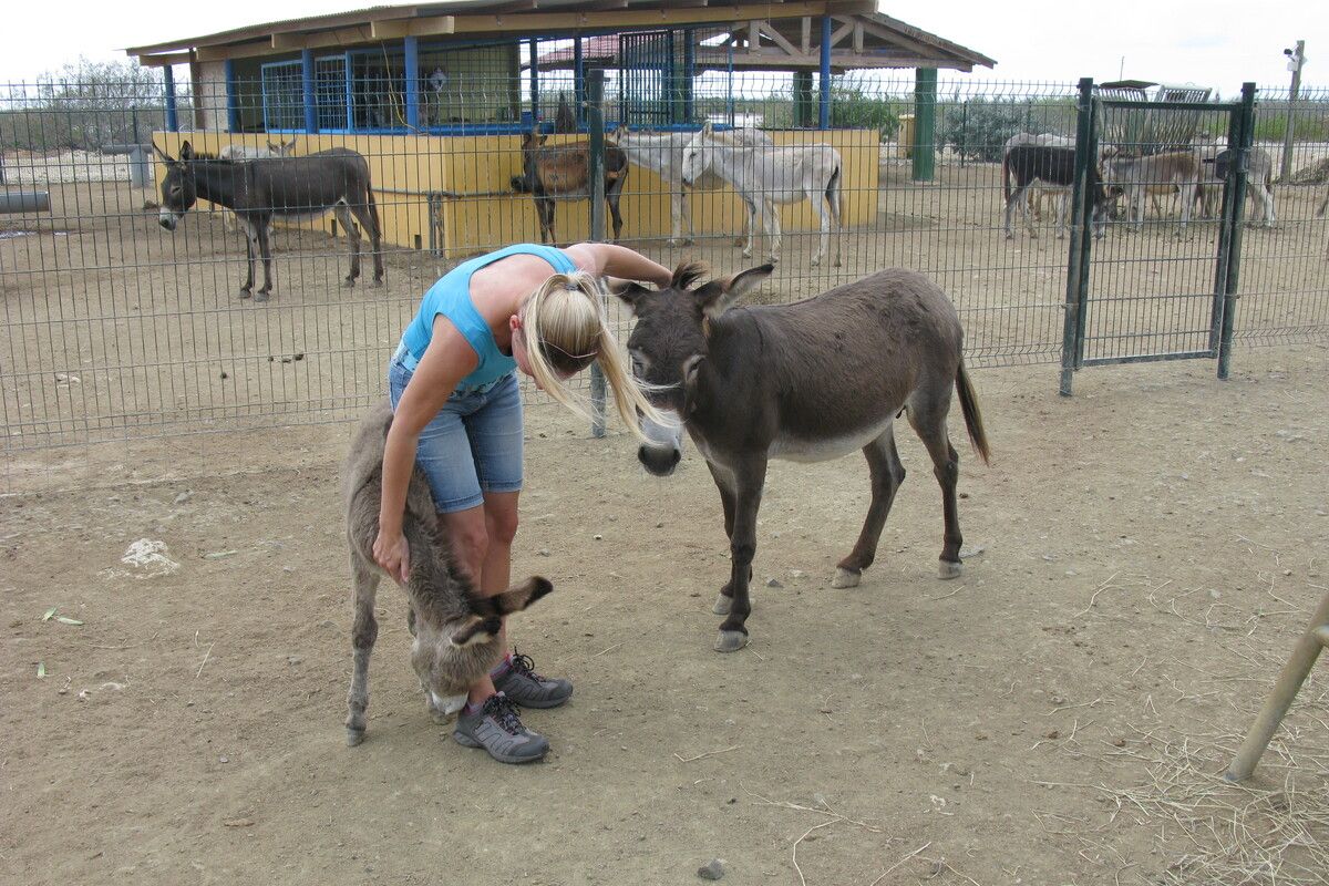 Ezels aaien bij Donkey Sanctuary