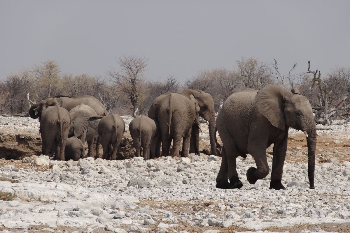 Olifanten in Etosha