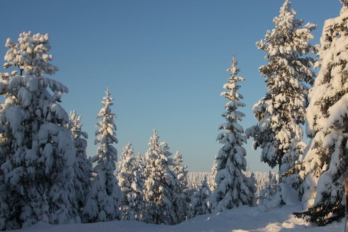 Het besneeuwde landschap van Finland