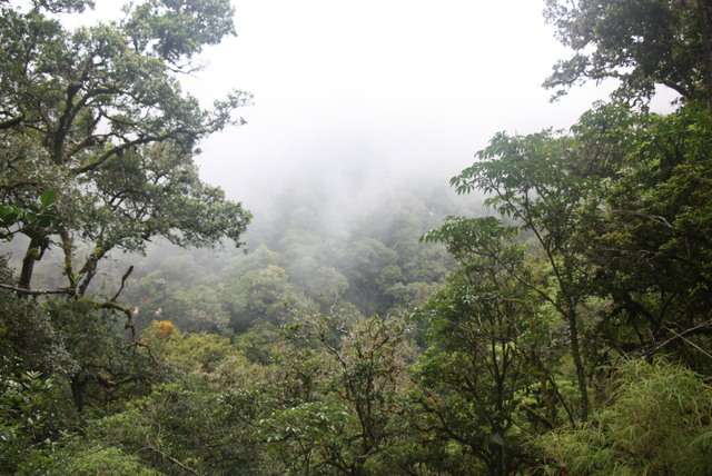 Het tropisch regenwoud van Puerto Rico