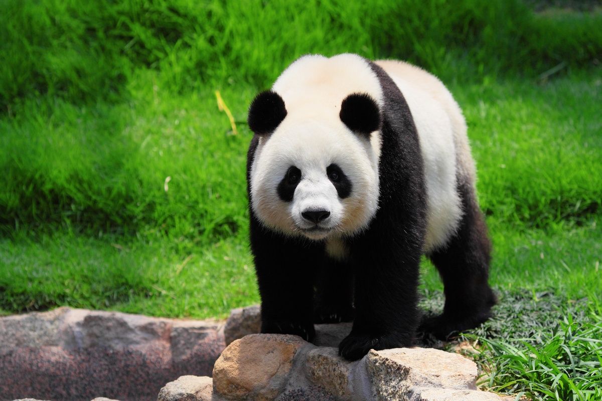 Pandabeer in Chengdu