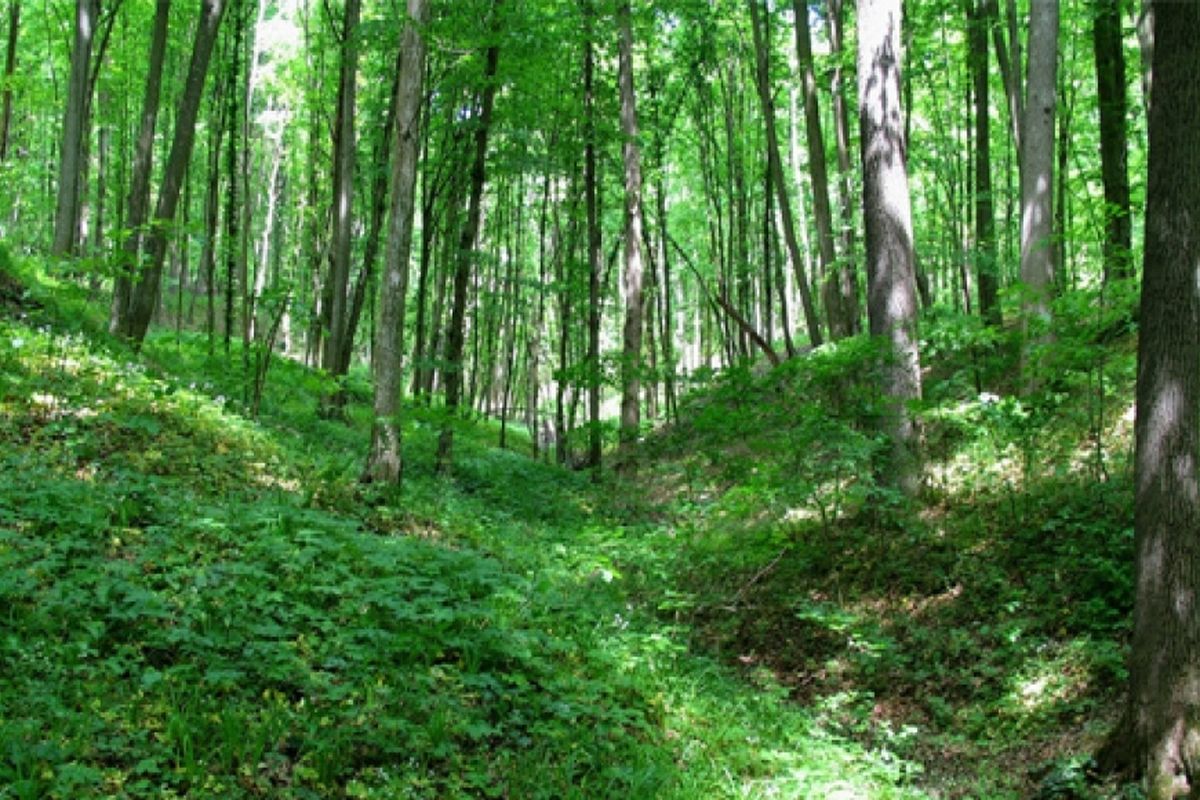 Groene landschap van Plaiul Fagului