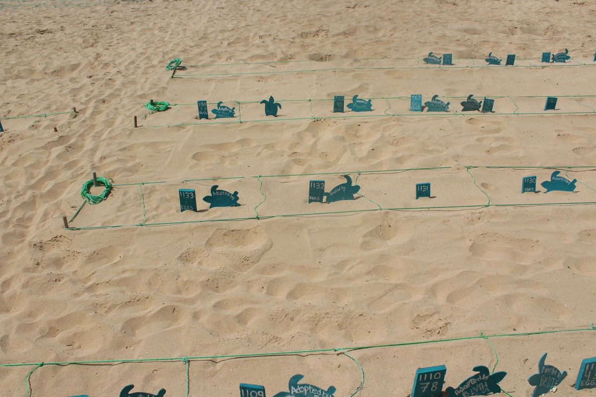 Broedplaats met eieren van de schildpadden