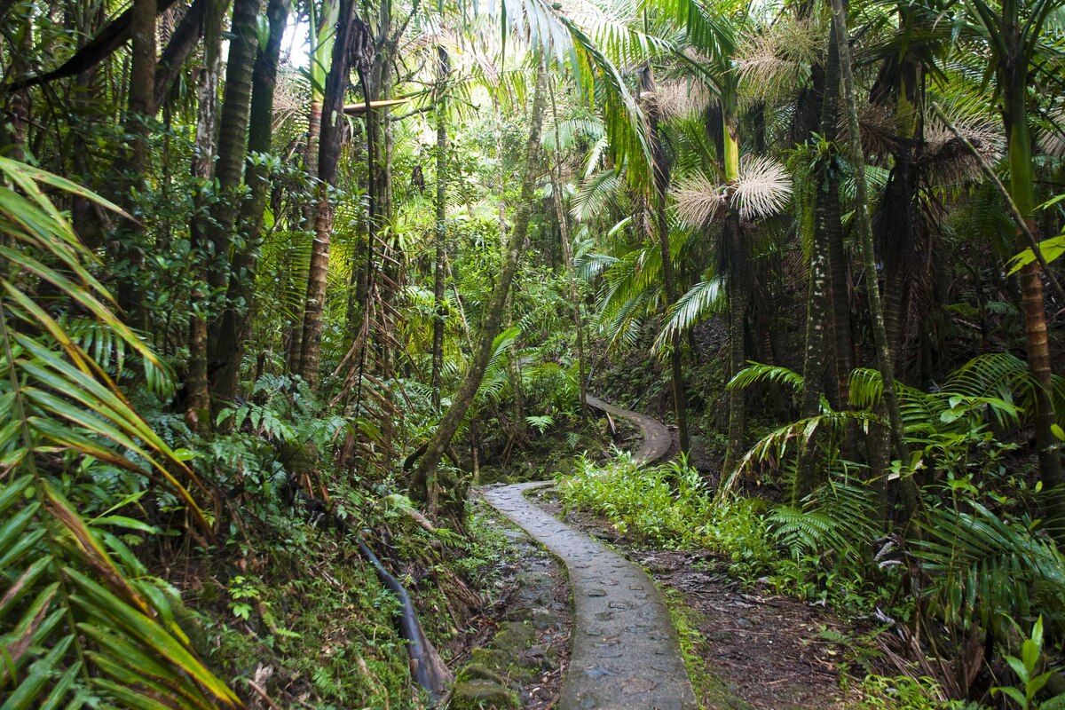 El Yunque wandelpad
