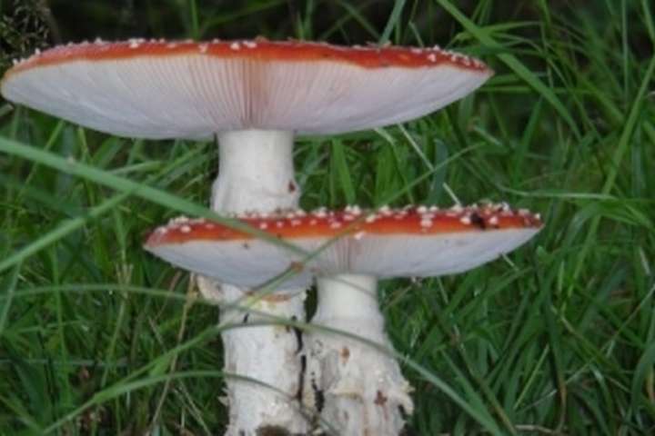paddenstoel, fietstocht, natuur onderweg