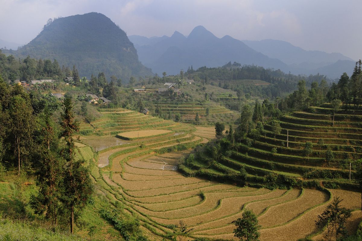 Vietnamese landerijen