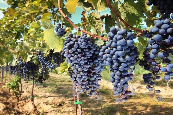 Op Oudejaarsavond worden er om middernacht twaalf druiven gegeten