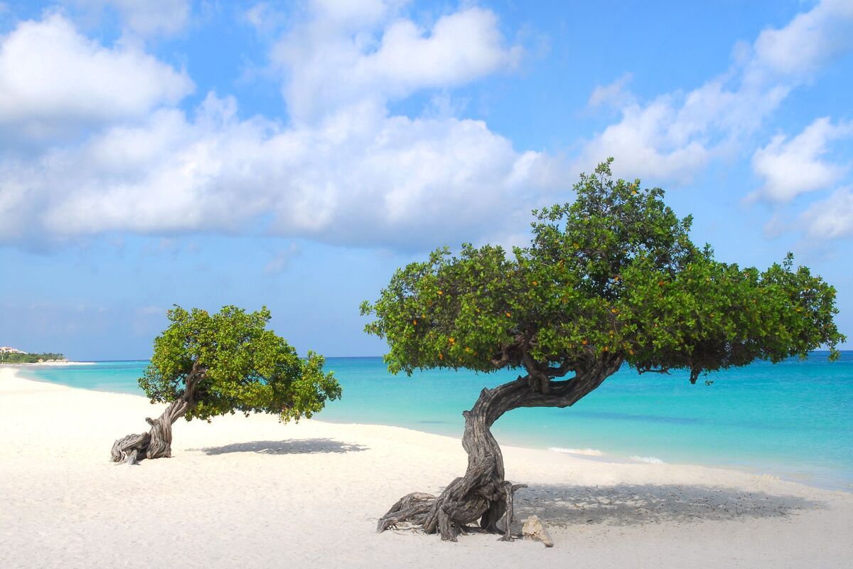 Dividivi bomen - Eagle Beach