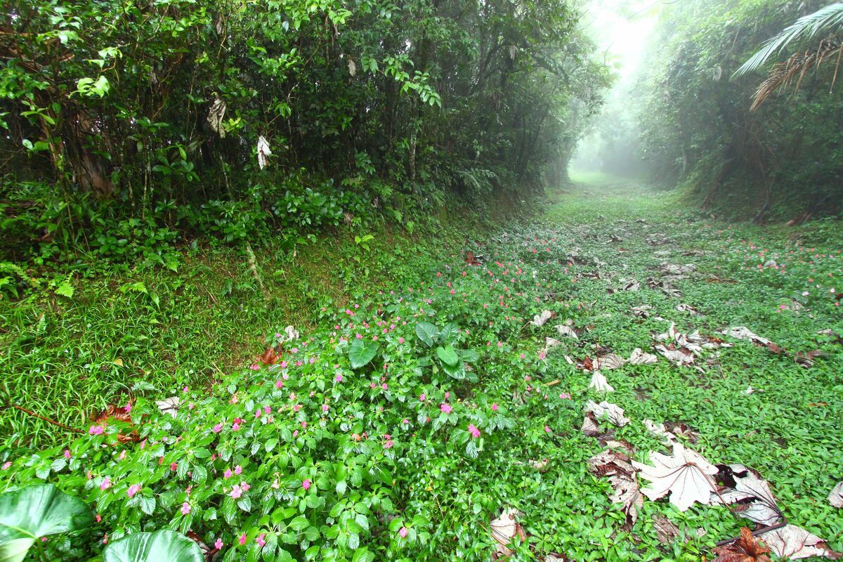 Toro Negro Forest, Cordillera Central