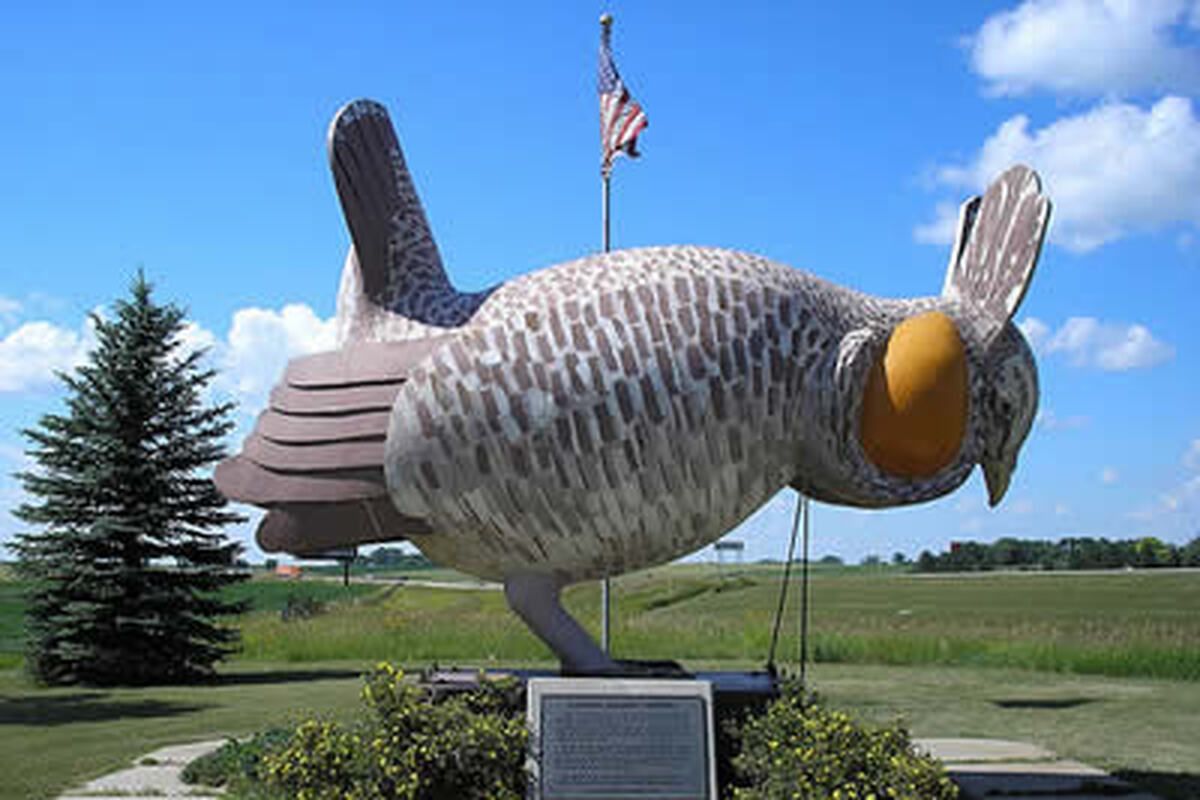  's Werelds grootste prairie kip in de Verenigde Staten