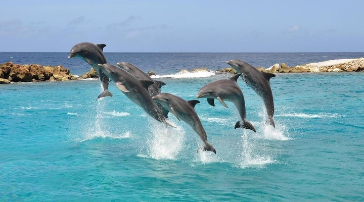 de dolfijnen van Curacao