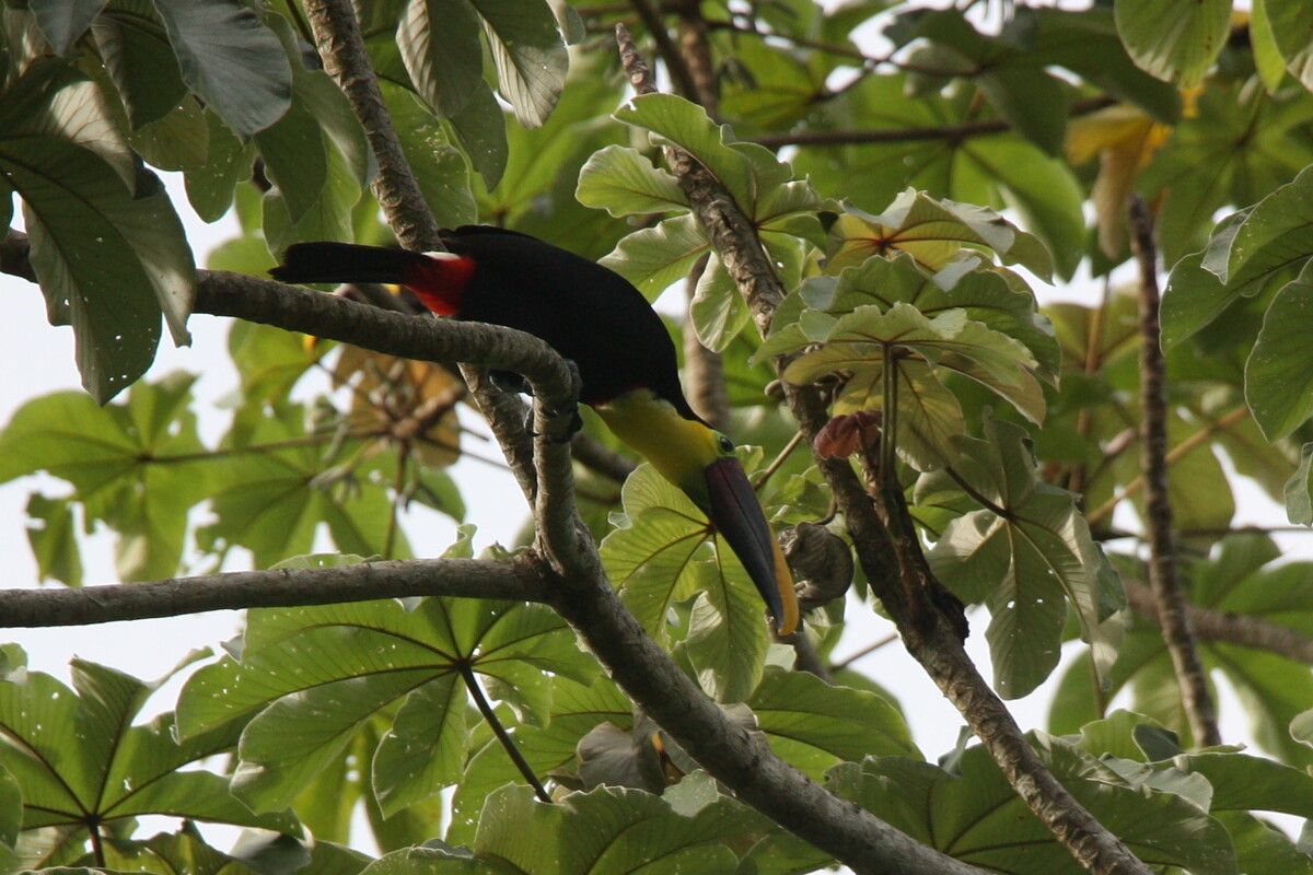 De toekan is in Costa Rica in het wild te zien