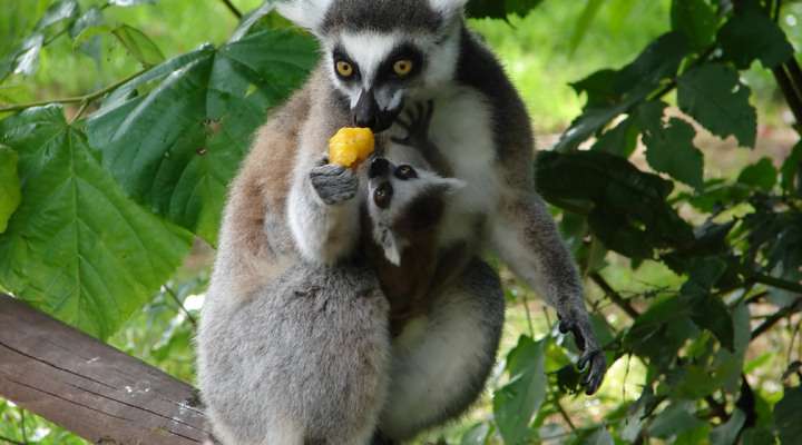 Lemuren in Madagaskar