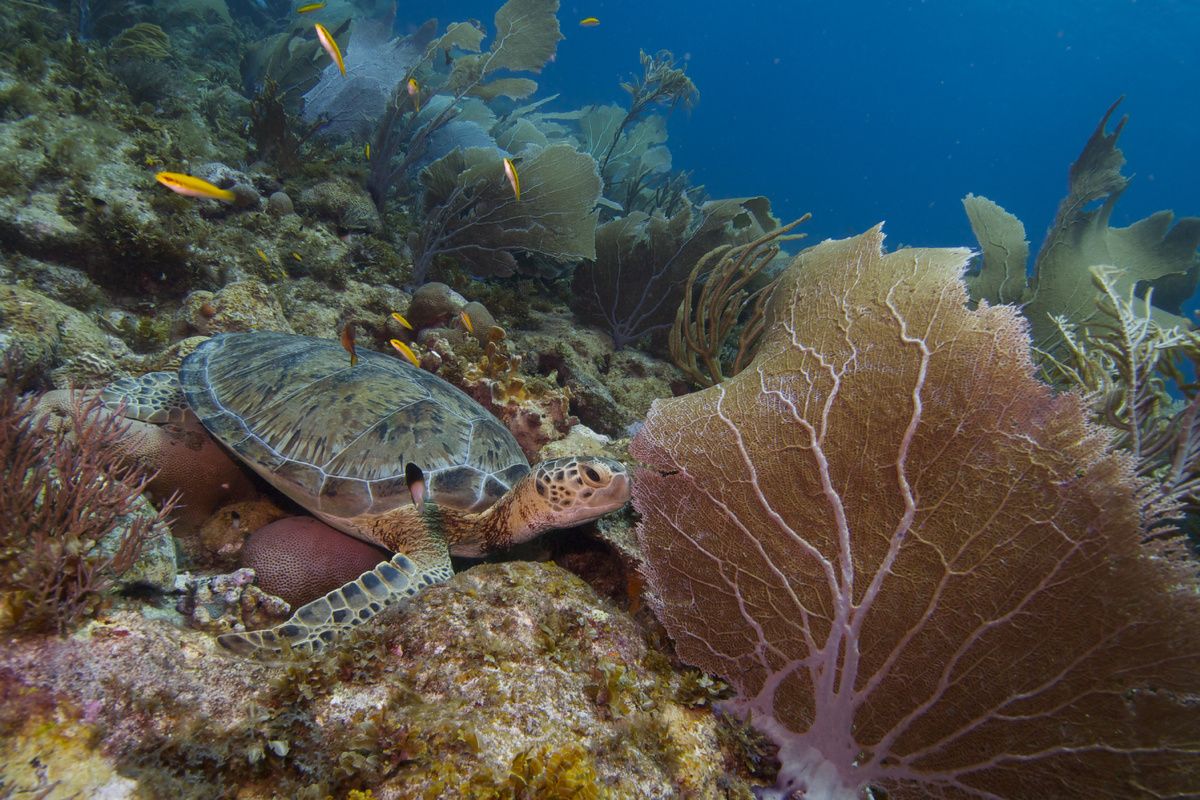 Koraalrif bij Bonaire
