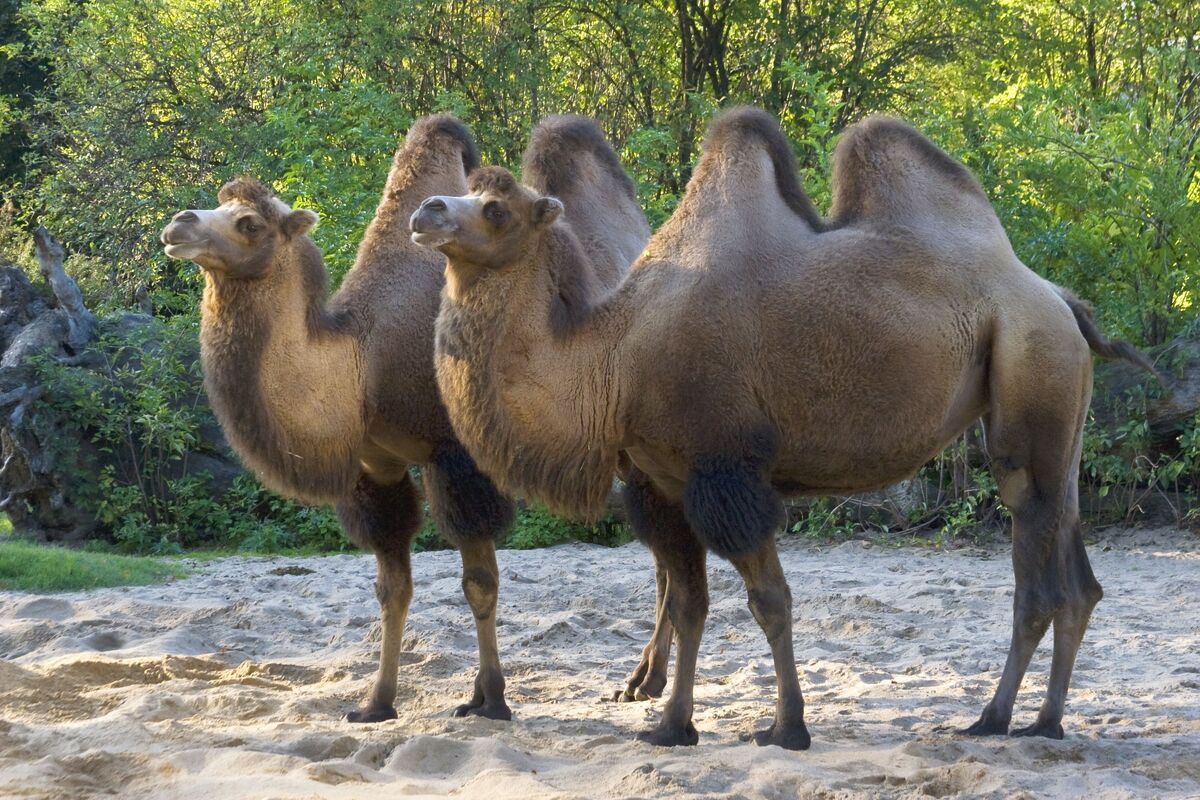 Kamelen in de dierentuin van Keulen
