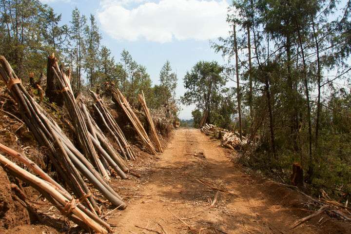 De heuvels van Entoto id: