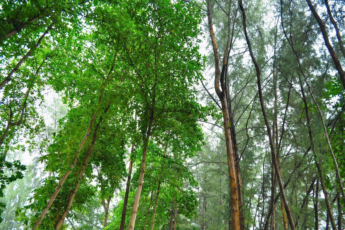 Bomen in het bos van Changi Beach Park