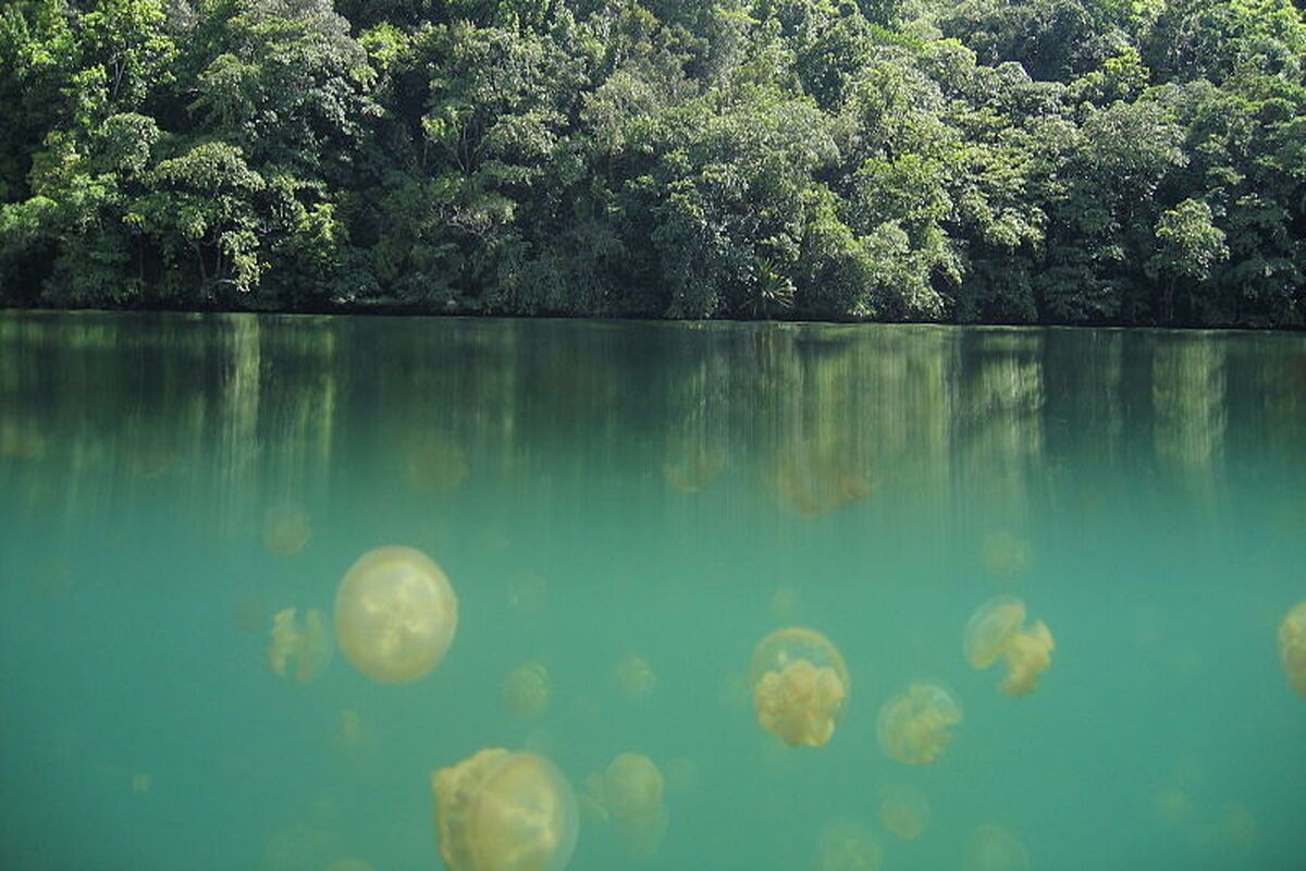 Jellyfish Lake