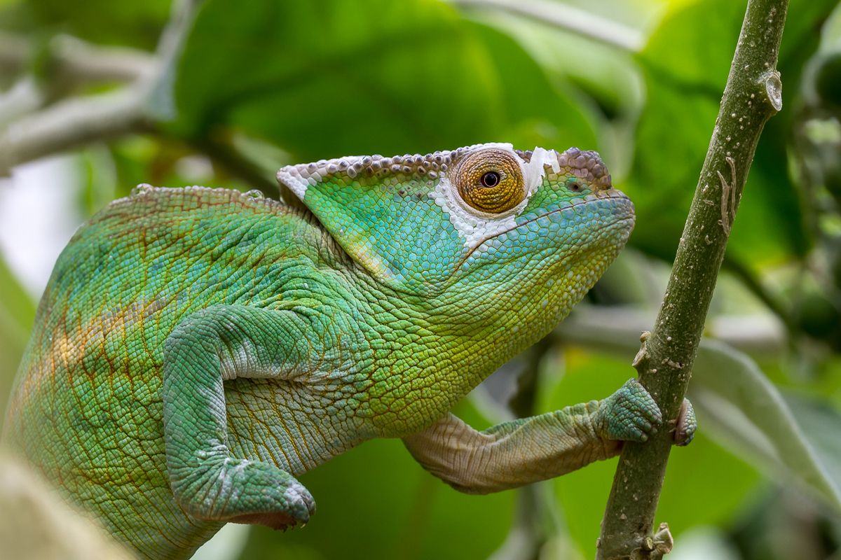 Kameleon in Madagaskar