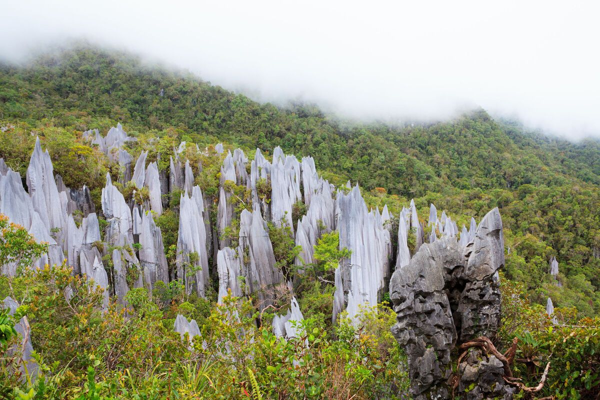 Kalksteen formaties, de Pinnacles Trail in het Gunung Mulu National Park