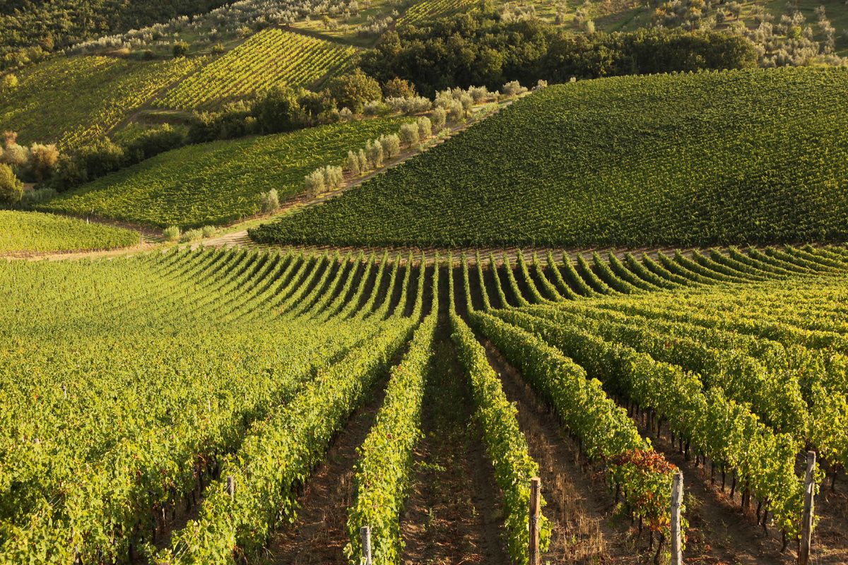 Een wijngaard zoals je die in Montenegro kunt vinden