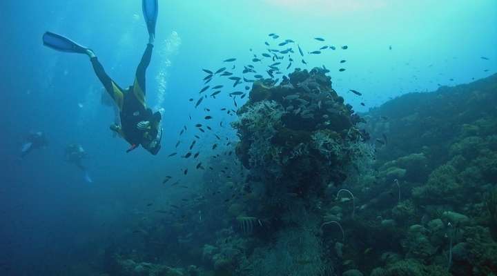 De onderwaterwereld van Guadeloupe