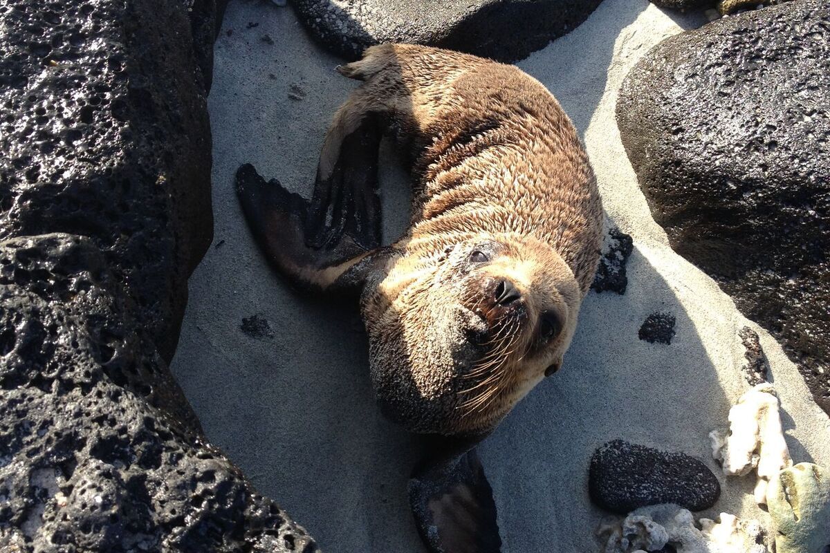 Een schattige zeehond