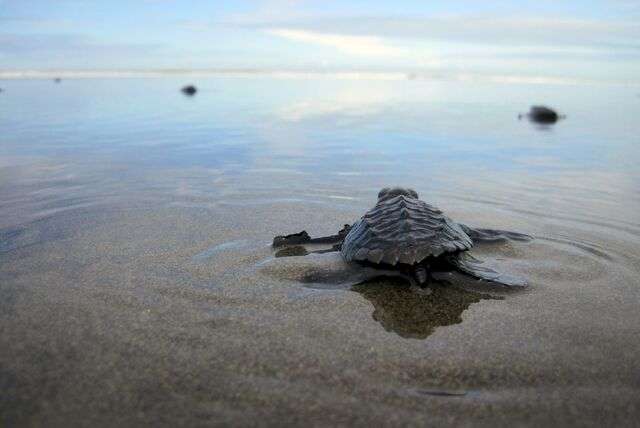 Wildlife projecten bij Activity International