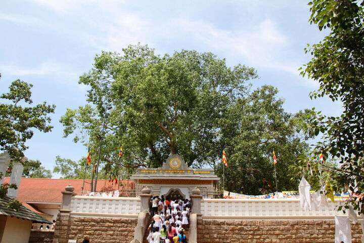 Sri Maha Bodhi