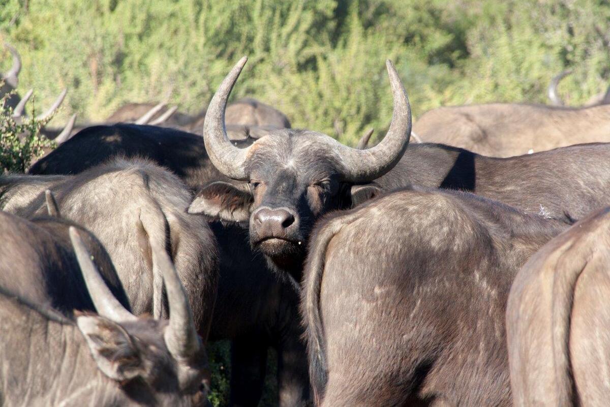 Een groep buffels
