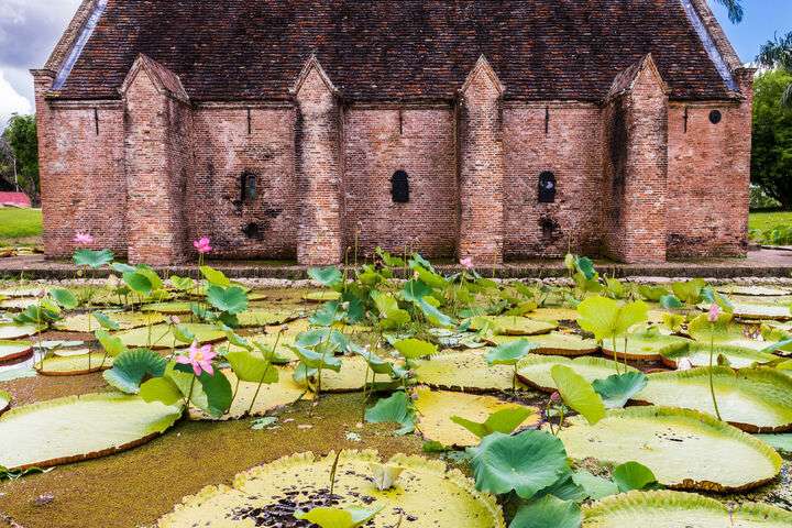 Het Lily Pad-moeras in Suriname