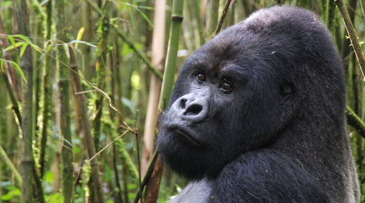 De berggorilla's in Uganda