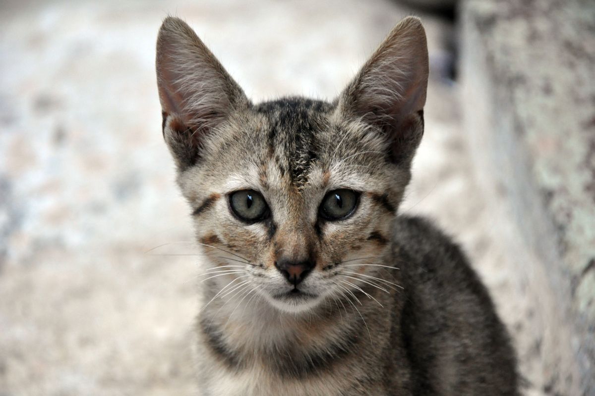 Een lichtbruine kat met groene ogen