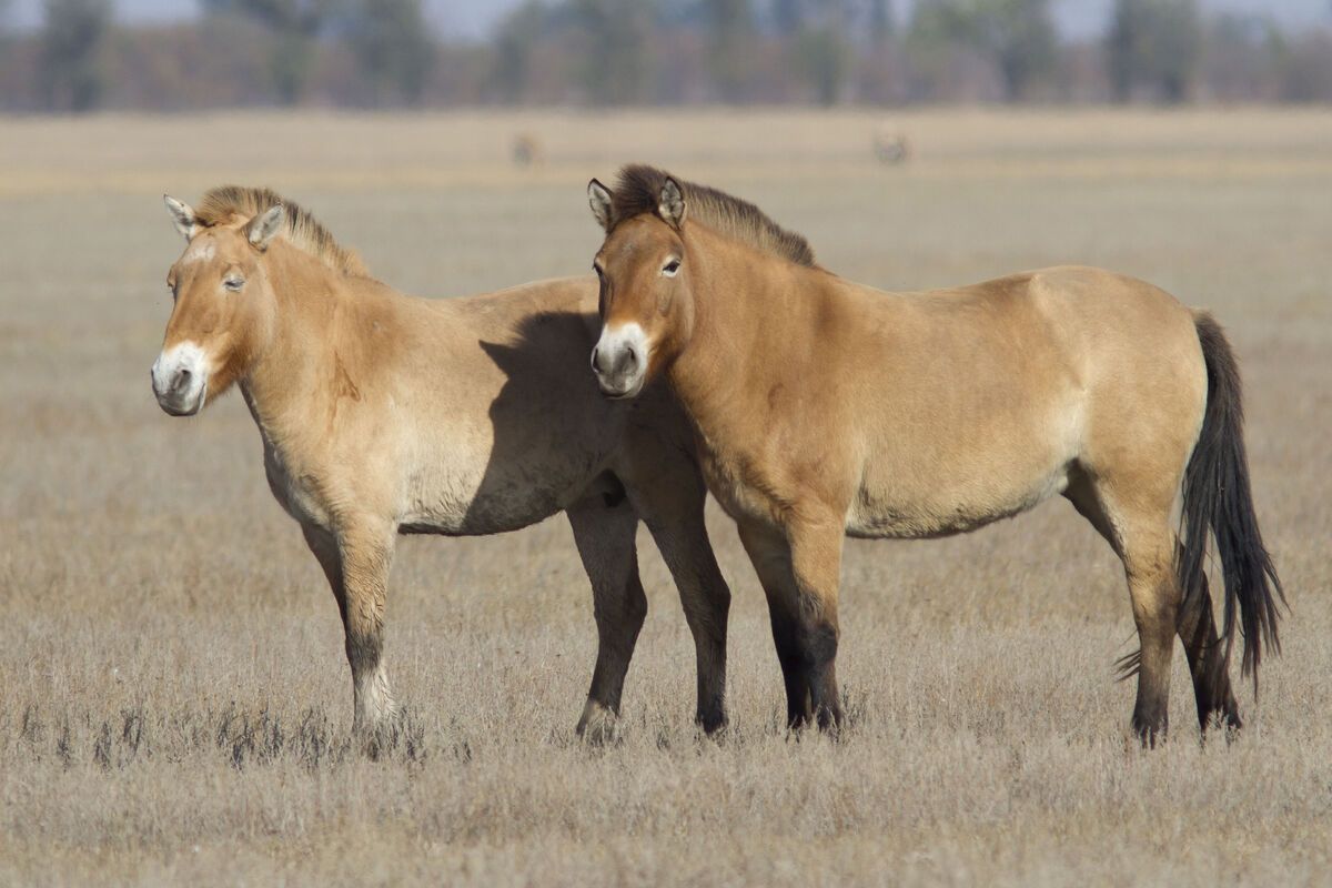 Przewalski paarden, Mongolie