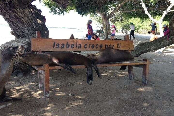 Zeeleeuwen op bankjes