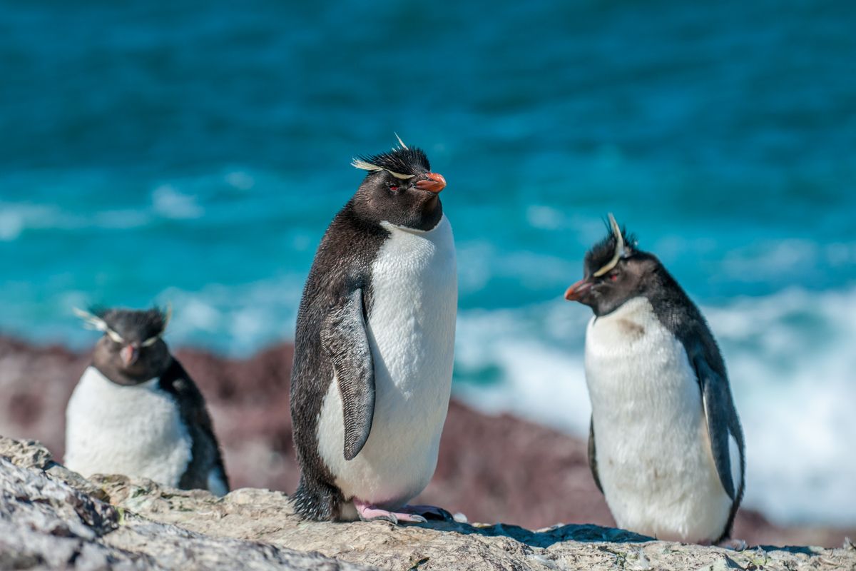 Rockhopper pingu�ns, Argentini�