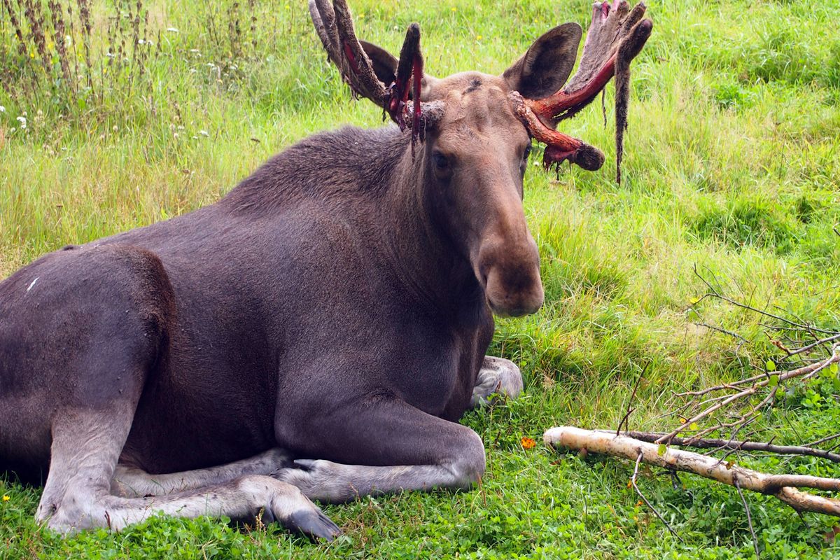 Het lijkt of deze Eland flink ruzie heeft gehad, maar het is slechts een natuurlijke vervelling van het gewei