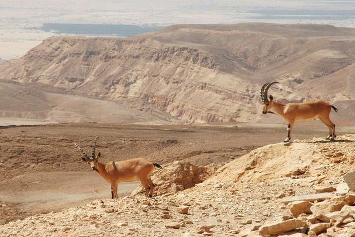 De Ramon-krater in de Negevwoestijn
