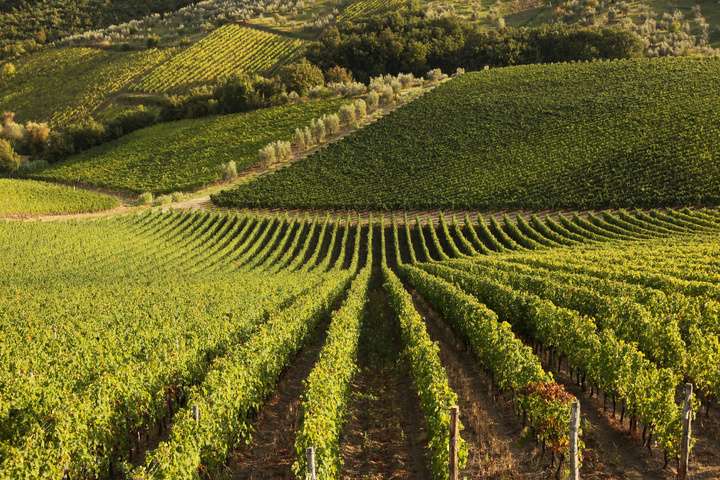 Een wijngaard zoals je die in Montenegro kunt vinden