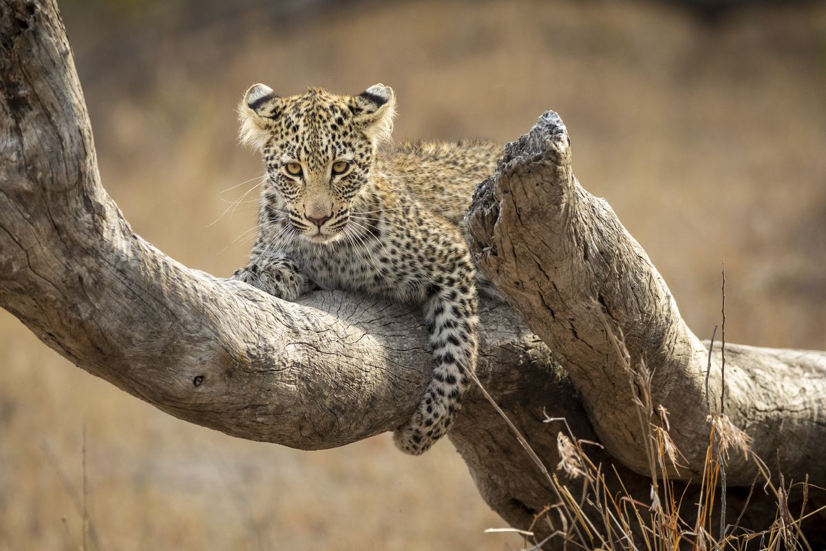 Spot de Big Five in Zuid-Afrika