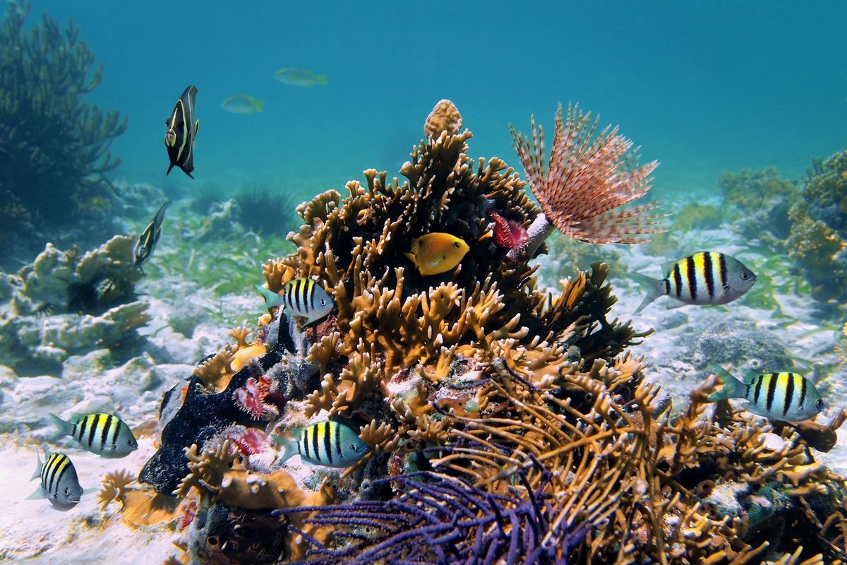 De onderwaterwereld van Cuba