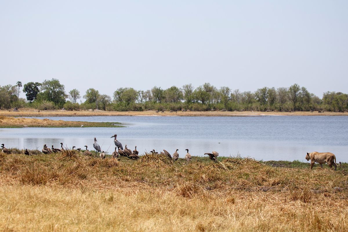 Diersoorten in de Okavangodelta