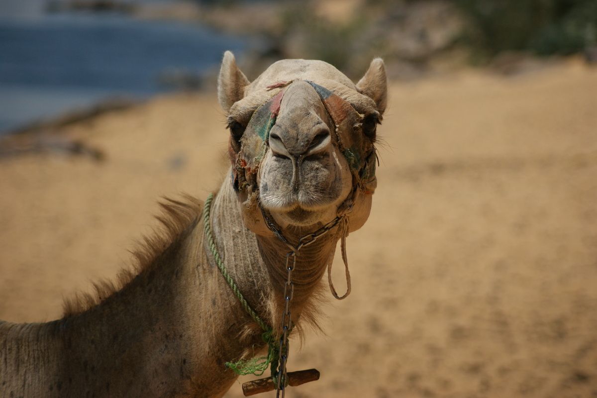 Kameel op de Birqash kamelenmarkt