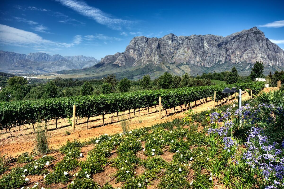 De wijngaarden van Stellenbosch