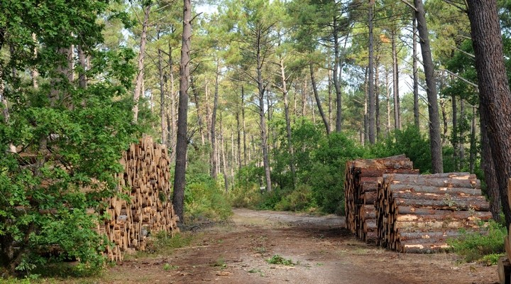 Pijnbomen La Foret, Les Landes