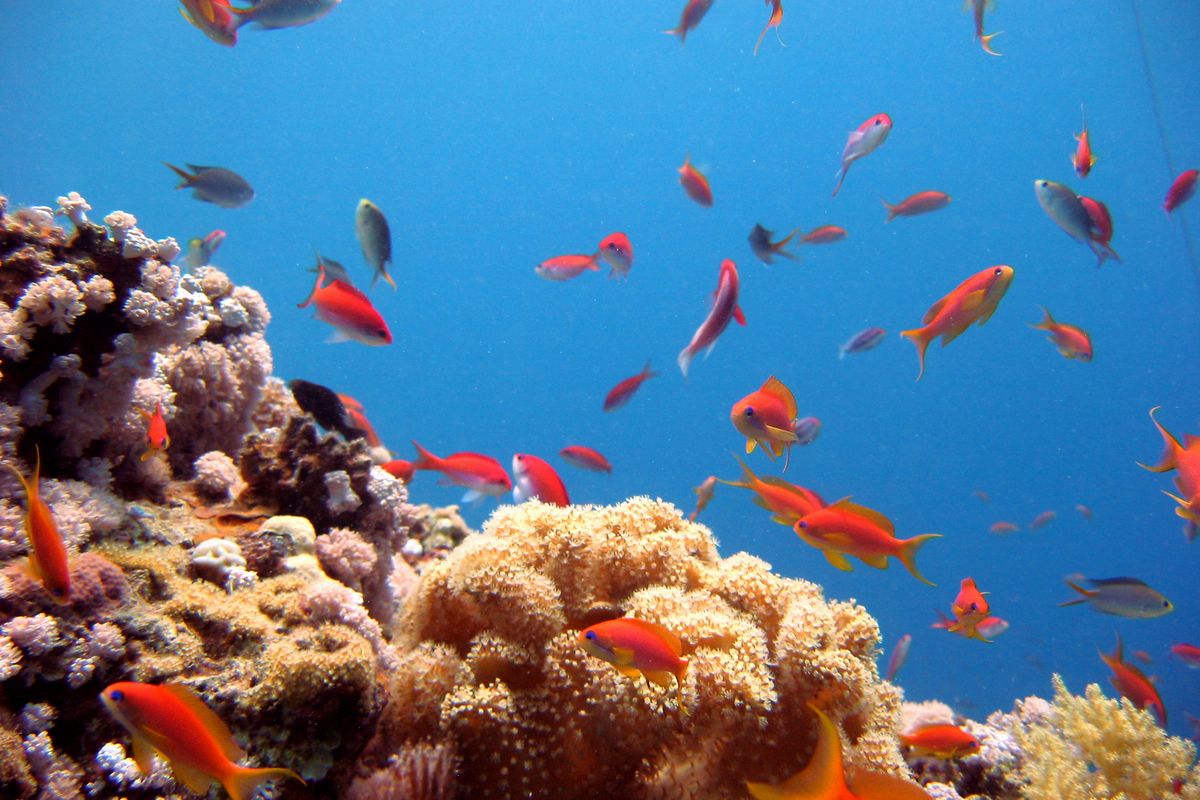 Onderwaterwereld Bonaire